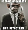 serious-monkey.jpg