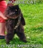 wookie-cat.jpg
