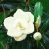 Little Magnolia LS