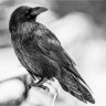 Raven Blackwing