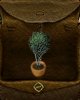 Potted_plant.jpg