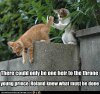 funny-pictures-cat-pushes-other-cat.jpg