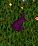 Rabbit.JPG