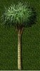 Tall Rubble Palm.jpg