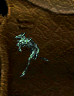 Big Bad Wolf Action Figure.png