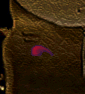 Yamandon Horns.png