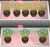 Potted amaryllis.png