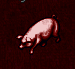 pig.png