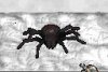 Red Black Widow.jpg
