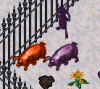 pigs.png