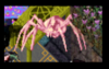 EM Falcon's Pet Spider.png