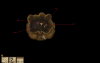 event items.png