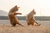 funny-dancing-cats-11-5be421492f1ca__700.jpg