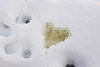 yellow-heart-peed-in-snow-STK001202.jpg