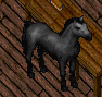 CCmare.png