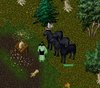 black horse 3.jpg