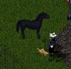 black horse.jpg