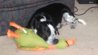 runt sleeping with his duck.jpg