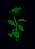 Virulent.png Virulent.png
