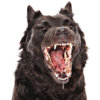 Rabid Dog.jpg