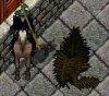 Fern2.jpg