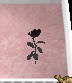 mesanna rose.jpg