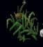 rubble grass.jpg