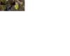 cocoon.png
