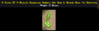 Seahorse.png