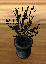 Decayed flowers.png Decayed flowers.png