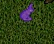 purplebunny.jpg
