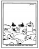 Sheep.JPG