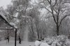 snow falling from tree.jpg