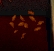 dryad.jpg