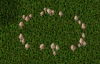 Mushrooms.png