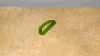 D&D sash.png D&D sash.png