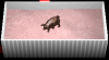 Piggy.png