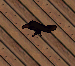 Raven 2.png