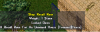 rune.png