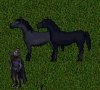 horses.JPG