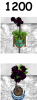 Plant hue 1200 large and small.png