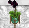 small black plant.jpg small black plant.jpg