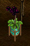 plant.png