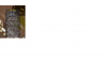 Gorget.png