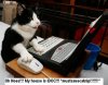 computer-cat1.JPG