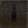 Horse back.jpg