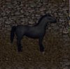 Horse Right.jpg