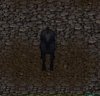 Horse Front.jpg