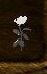 rose.JPG