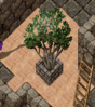 pottedcocoatree.png